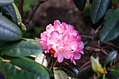 Rhododendron smirnowii 'Silberpfeil'