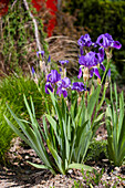 Iris x germanica 'Alfred'