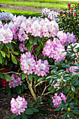 Rhododendron 'Saskia