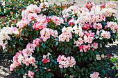 Rhododendron 'Aureolin'®