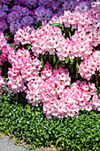 Rhododendron yakushimanum 'Pink Charm'