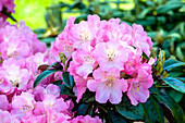 Rhododendron 'Flamingo'