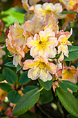 Rhododendron 'Macarena