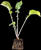 Brassica napus subsp. rapifera