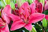 Lilium 'Buzzer