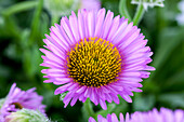 Erigeron glaucus 'Sea Breeze'®