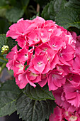 Hydrangea macrophylla 'Magical Garnet'®