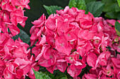 Hydrangea macrophylla 'Merveille Sanguine'