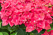 Hydrangea macrophylla 'Green Shadow'(s)