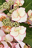 Hydrangea macrophylla 'Love You Kiss'®