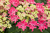 Hydrangea macrophylla 'Curly® Sparkle Red'