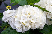 Hydrangea macrophylla 'Schneeball'(s)