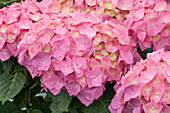 Hydrangea macrophylla 'Bela'(s), pink