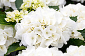 Hydrangea macrophylla 'Saxon® Kleiner Winterberg' (Saxon® Small Winterberg)