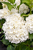 Hydrangea macrophylla 'Soeur Thérèse'