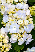 Hydrangea macrophylla 'Homigo'®