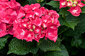 Hydrangea macrophylla 'Speedy Red'