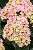 Hydrangea macrophylla You & Me 'Together'®, pink
