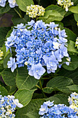 Hydrangea macrophylla You & Me 'Forever'® , blau