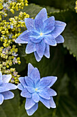 Hydrangea macrophylla 'Elleair Anniversary'®