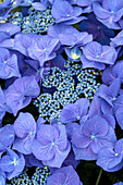 Hydrangea macrophylla 'Blaumeise'