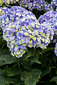 Hydrangea macrophylla You & Me 'Together'®