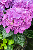 Hydrangea macrophylla 'Hobergine'®