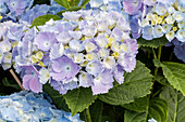 Hydrangea macrophylla 'Homigo'®