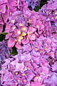 Hydrangea macrophylla 'Hobergine'®