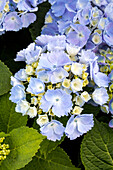 Hydrangea macrophylla 'Homigo'®