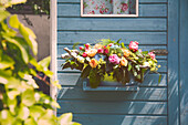 Rosen in Pflanzschale an Gartenhaus