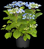 Hydrangea macrophylla 'Lutin Bleu'®