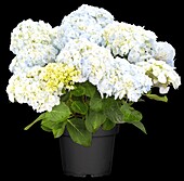 Hydrangea macrophylla 'Hopaline'®