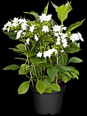 Hydrangea macrophylla 'Fireworks White'®