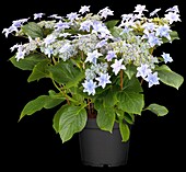 Hydrangea macrophylla 'Elleair Anniversary'®