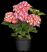 Hydrangea macrophylla 'Magical Ouverture'®