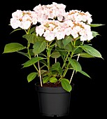 Hydrangea macrophylla 'Charme' ®