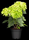 Hydrangea macrophylla 'Magical Summergreen'®
