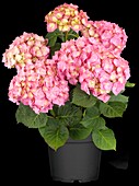 Hydrangea macrophylla 'Bela'(s), pink