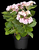 Hydrangea macrophylla You & Me 'Forever'®
