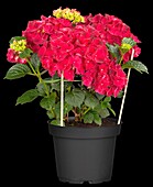 Hydrangea macrophylla 'Magical Ruby Red'®
