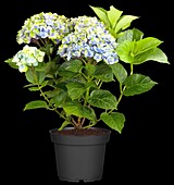 Hydrangea macrophylla 'Magical Amethyst'®, blau