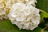 Hydrangea quercifolia 'Harmony'