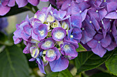 Hydrangea macrophylla 'Blue Heaven'®