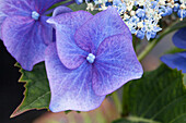 Hydrangea macrophylla 'Blaumeise'