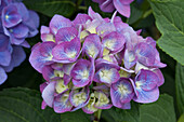 Hydrangea macrophylla 'Blue Heaven'®, pink