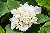 Hydrangea macrophylla 'Saxon® Kleiner Winterberg'