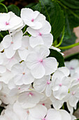 Hydrangea macrophylla, white