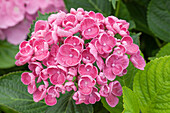 Hydrangea macrophylla 'Hopcorn'®, pink