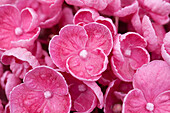 Hydrangea macrophylla 'Hopcorn'®, pink